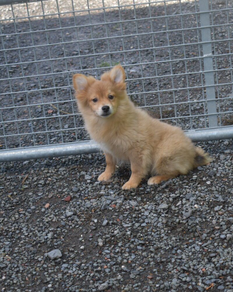 SPITZ MALE NON LOF 07.06.2023 (3692)