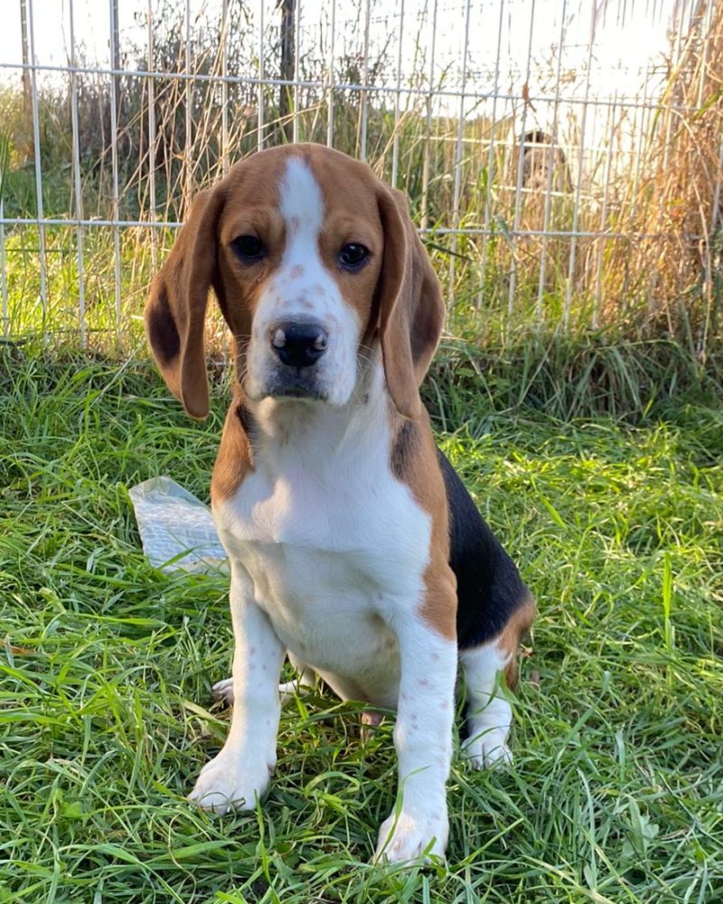 BEAGLE MALE NON LOF 30.05.23 TRICOLORE (8551)
