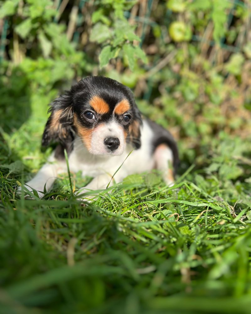 CAVALIER KC NON LOF 21.12.2024 (8008)