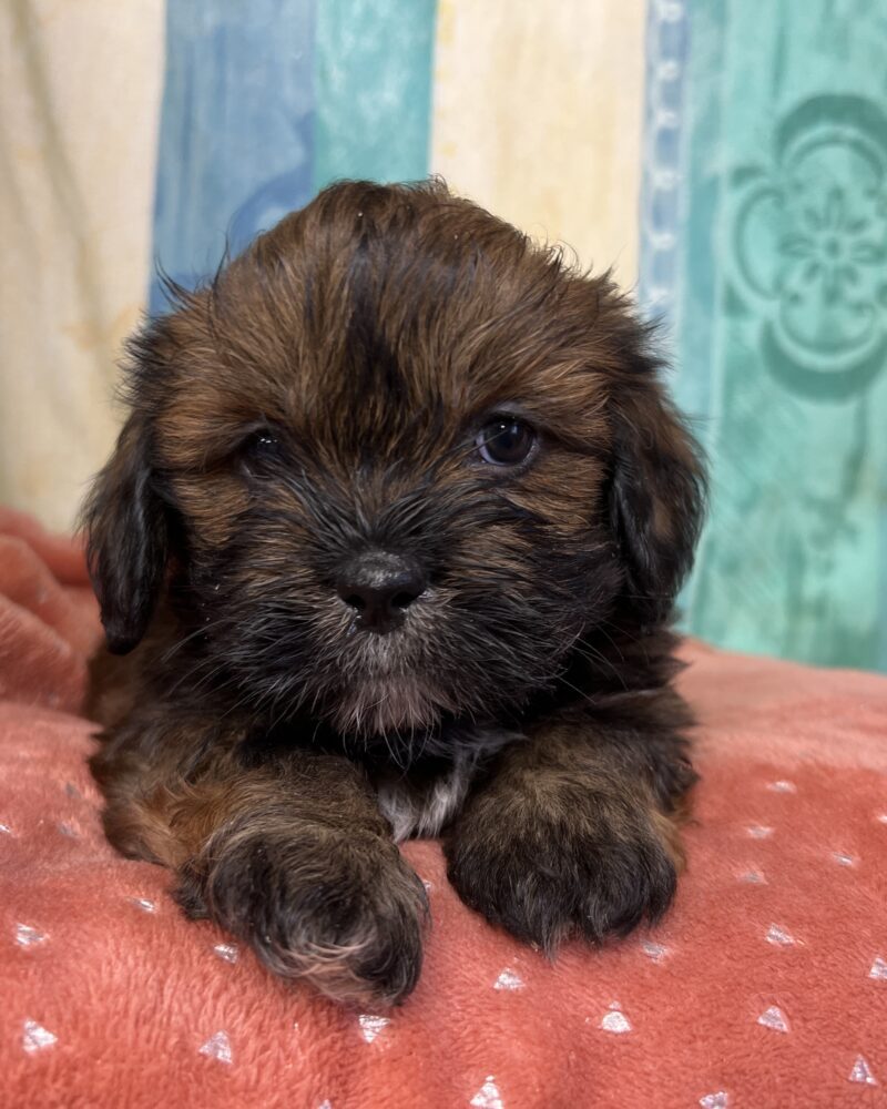 Lhassa apso F NON LOF 10.12.23 (0931)