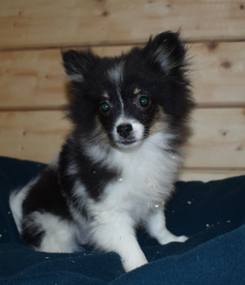 SPITZ FEMELLE NON LOF NE LE 03.08.2023 (7082)