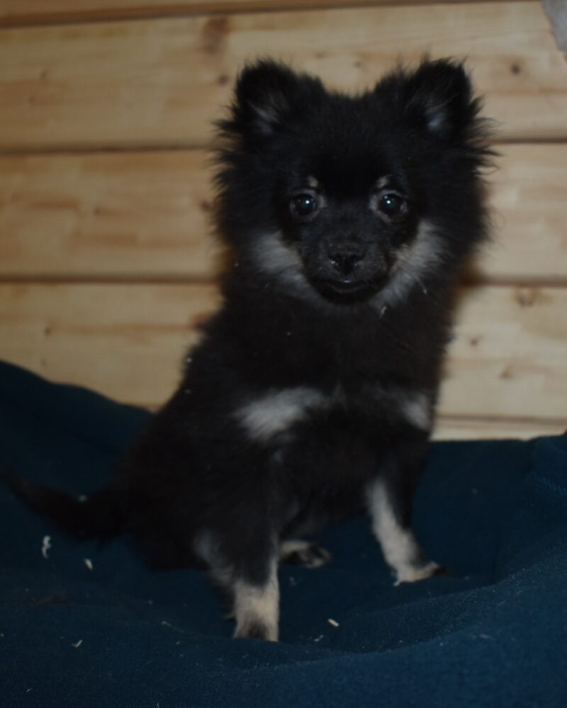 SPITZ MALE NON LOF NE LE 03.08.2023 (7077)