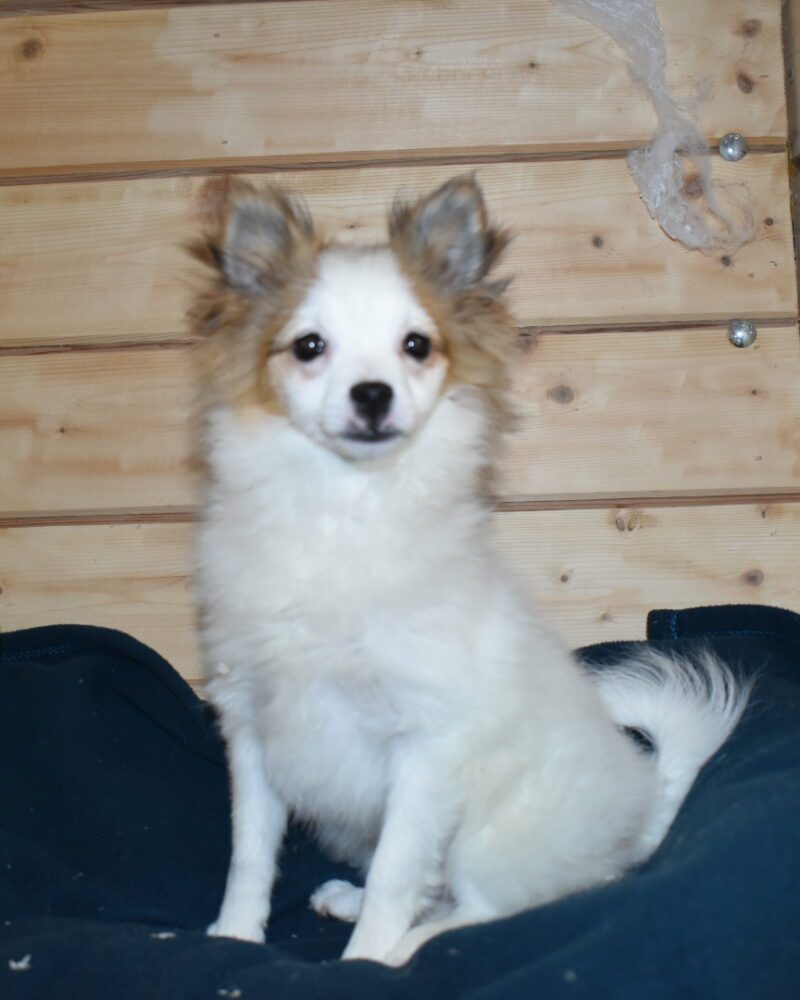 SPITZ FEMELLE NON LOF NEE LE 03.08.2023 (7081)