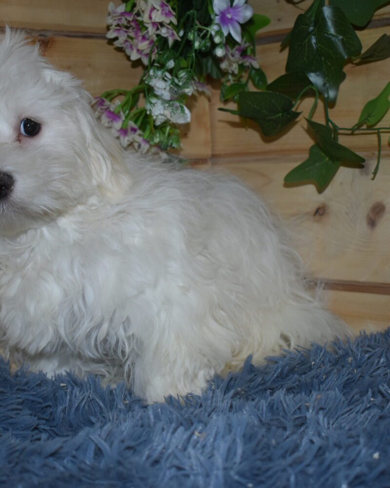 BICHON MALTAIS FEMELLE NON LOF NEE LE 15.08.2023 (3671)