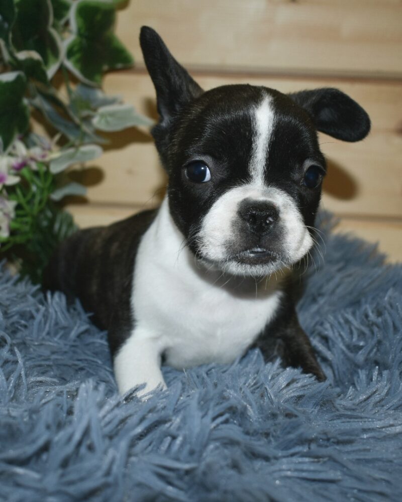 BOULEDOGUE FRANCAIS NON LOF NE LE 13.09.2023 (7227)