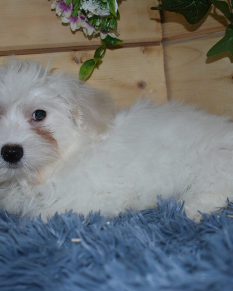 Adorables Chiots Bichons Maltais (7319)