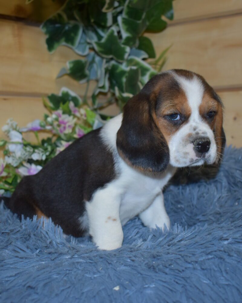 BEAGLE MALE NON LOF NE LE 20.09.2023 (4312)