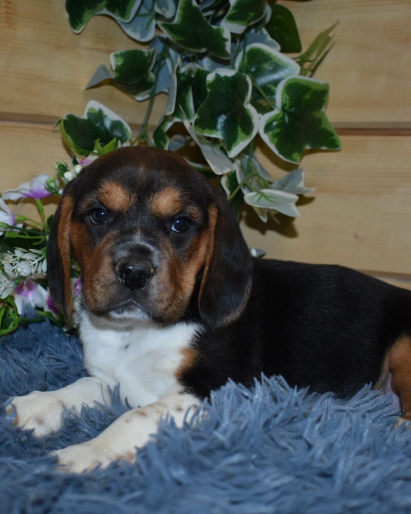 BEAGLE MALE NON LOF NE LE 20.09.2023 (4354)