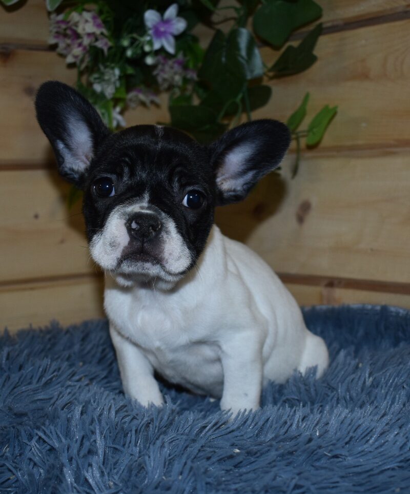 BOULEDOGUE FRANCAIS MALE NON LOF 13.09.23  (7267)