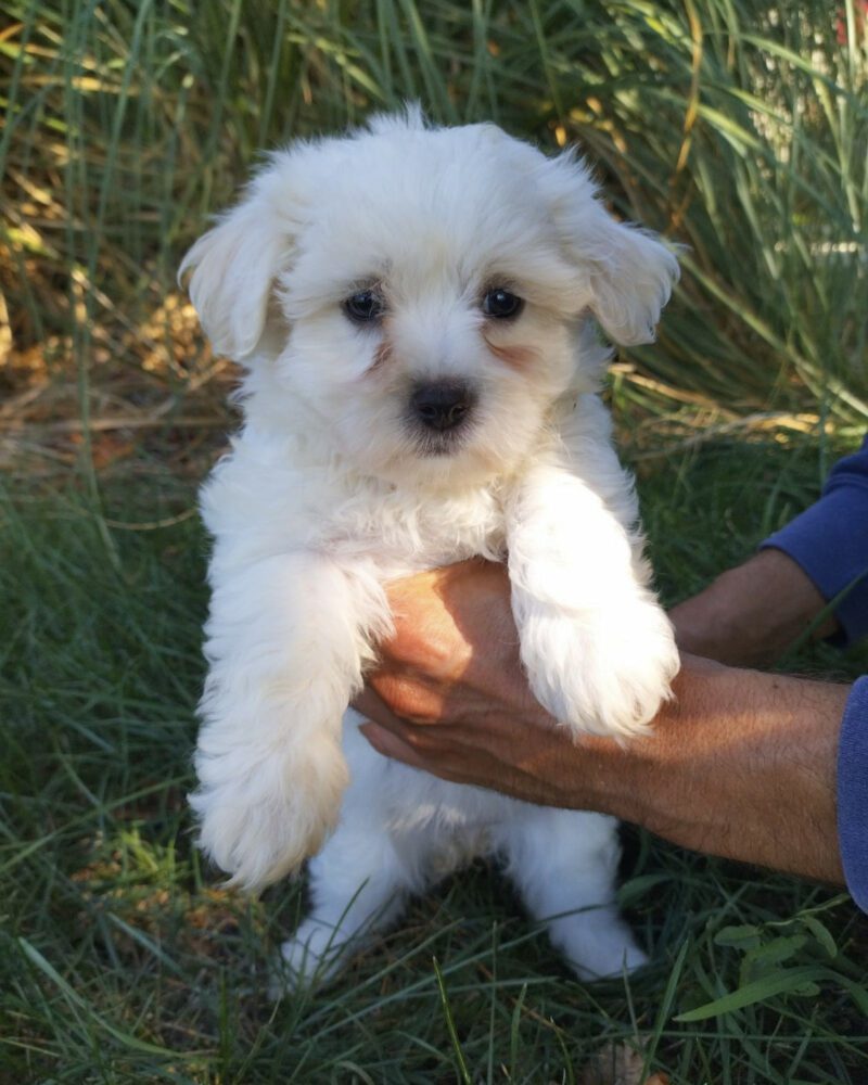 Cotons de Tulear Disponibles (Copie)