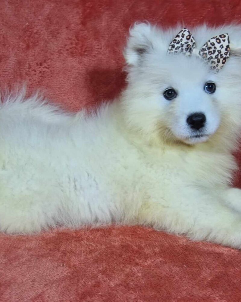 Adorable Berger blanc suisse VIPER  M 23.01.2024 LOF2024008555 (250269591241555)
