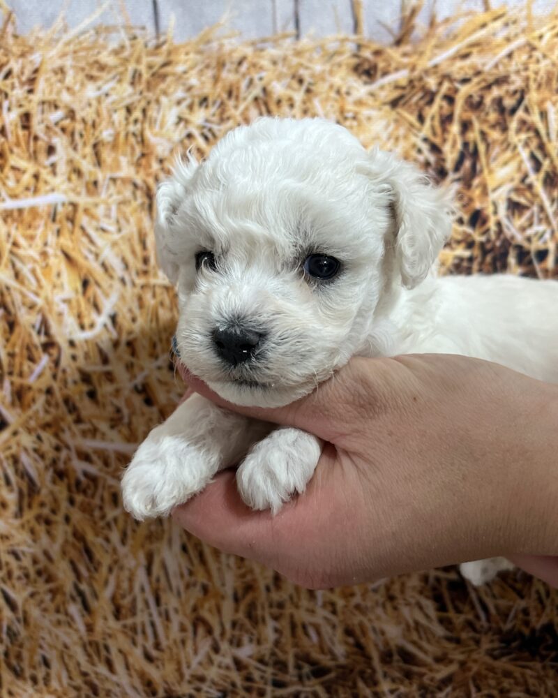 Bichon frisé (5780)