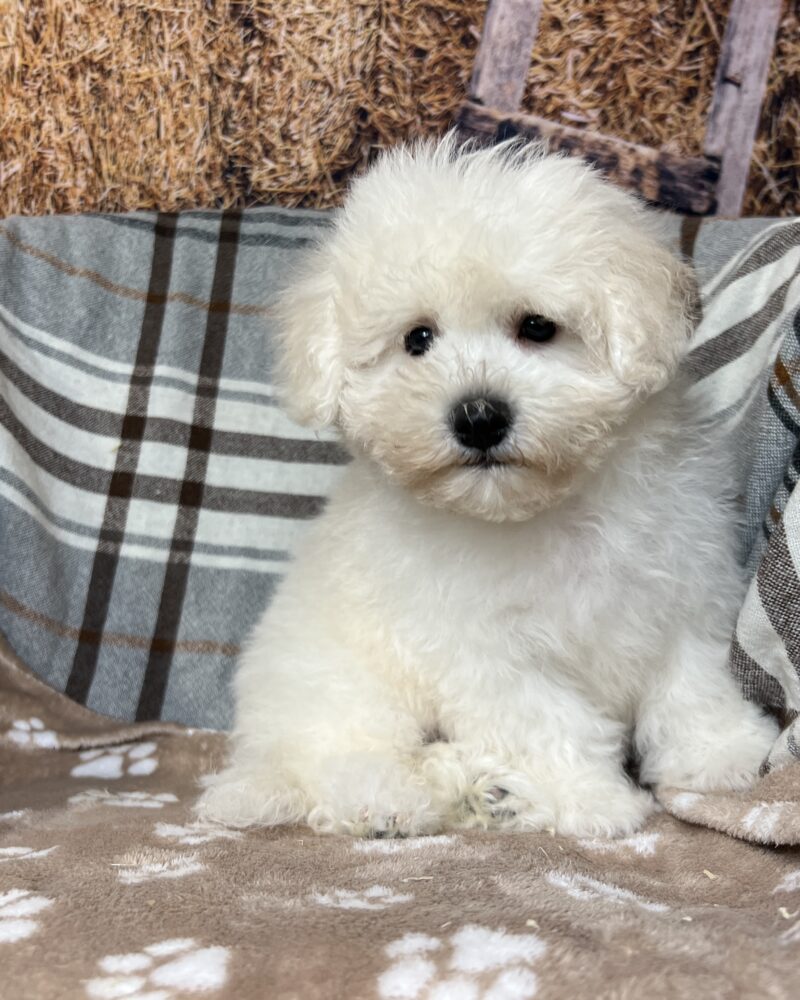 Bichon frisé (0574)