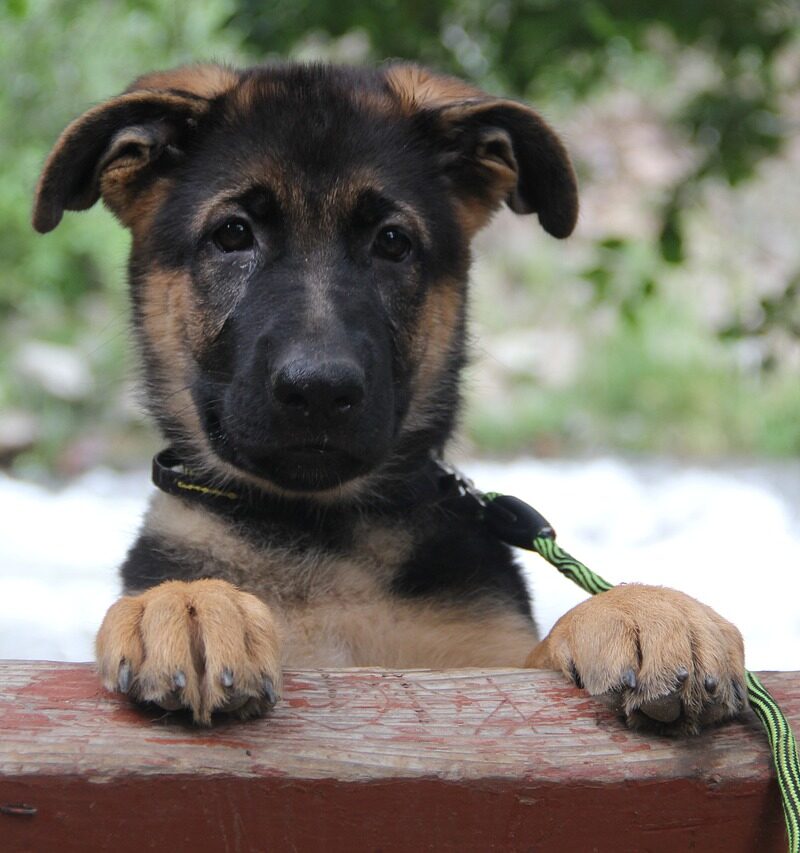 Berger Allemand (0949)