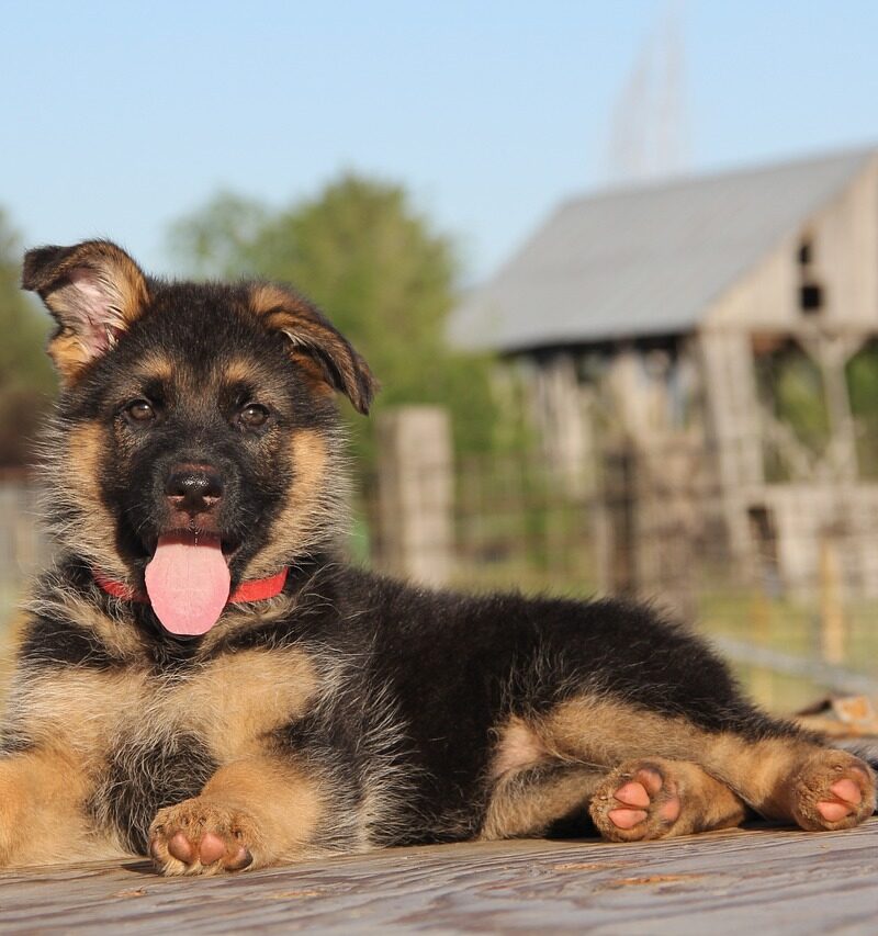 Berger Allemand (7426)