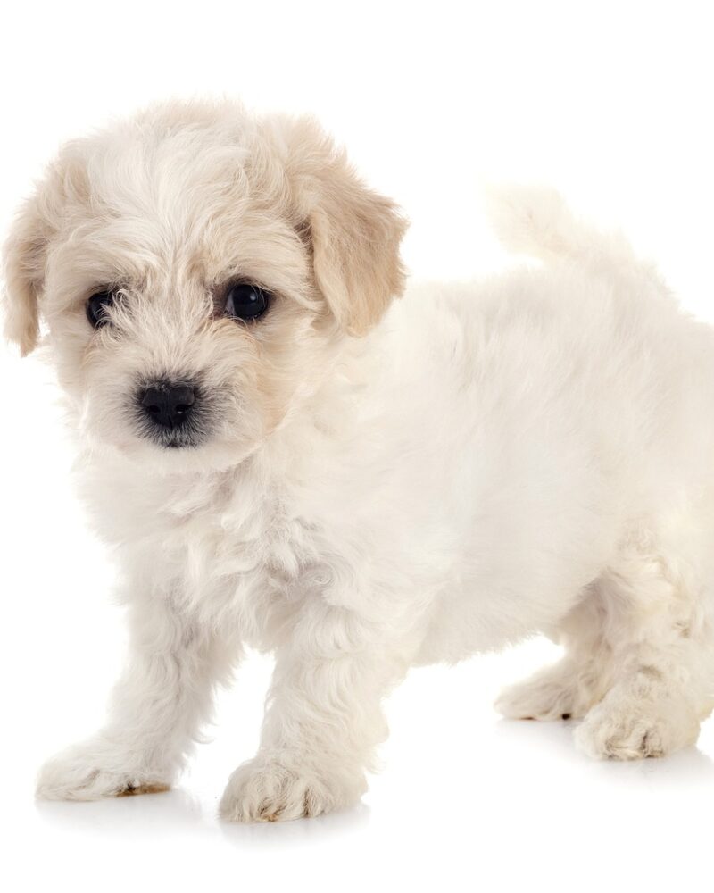 Adorables Chiots Bichons Maltais (7050)