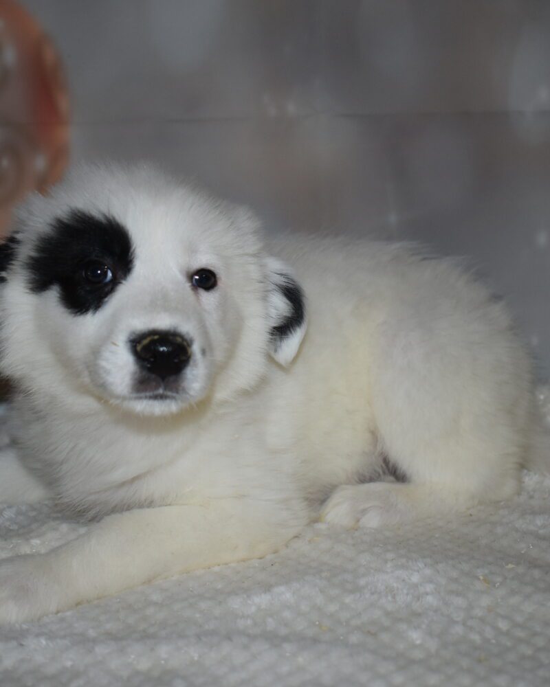 Border Collie (7024)
