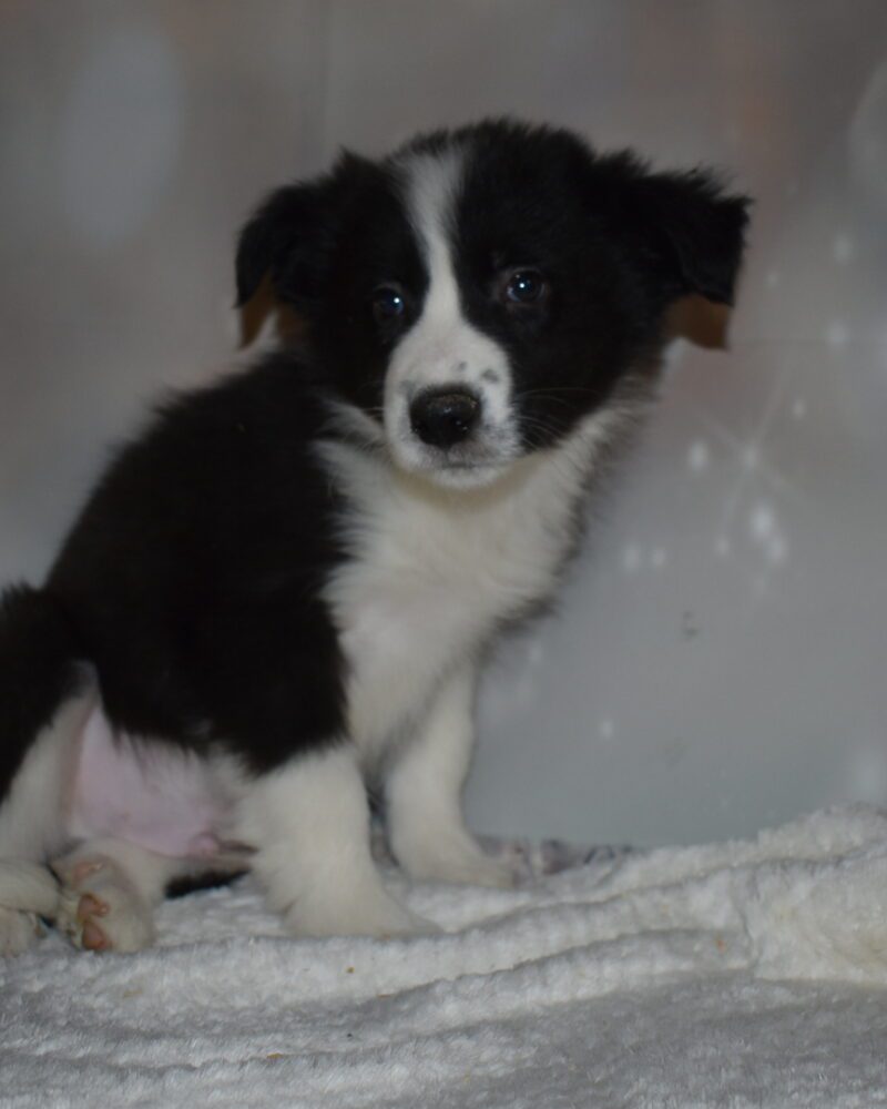 Border Collie (7092)