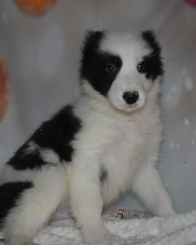 Border Collie (7091)