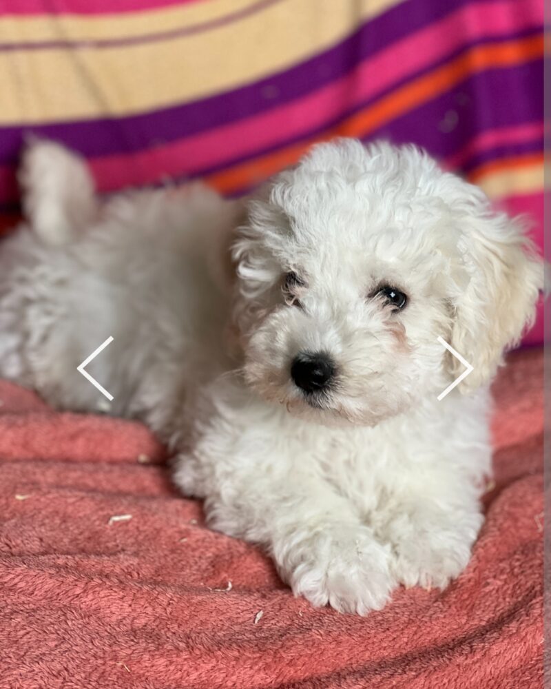 Chiot Bichon Frisé F LOF 2 mars 2024(25840)