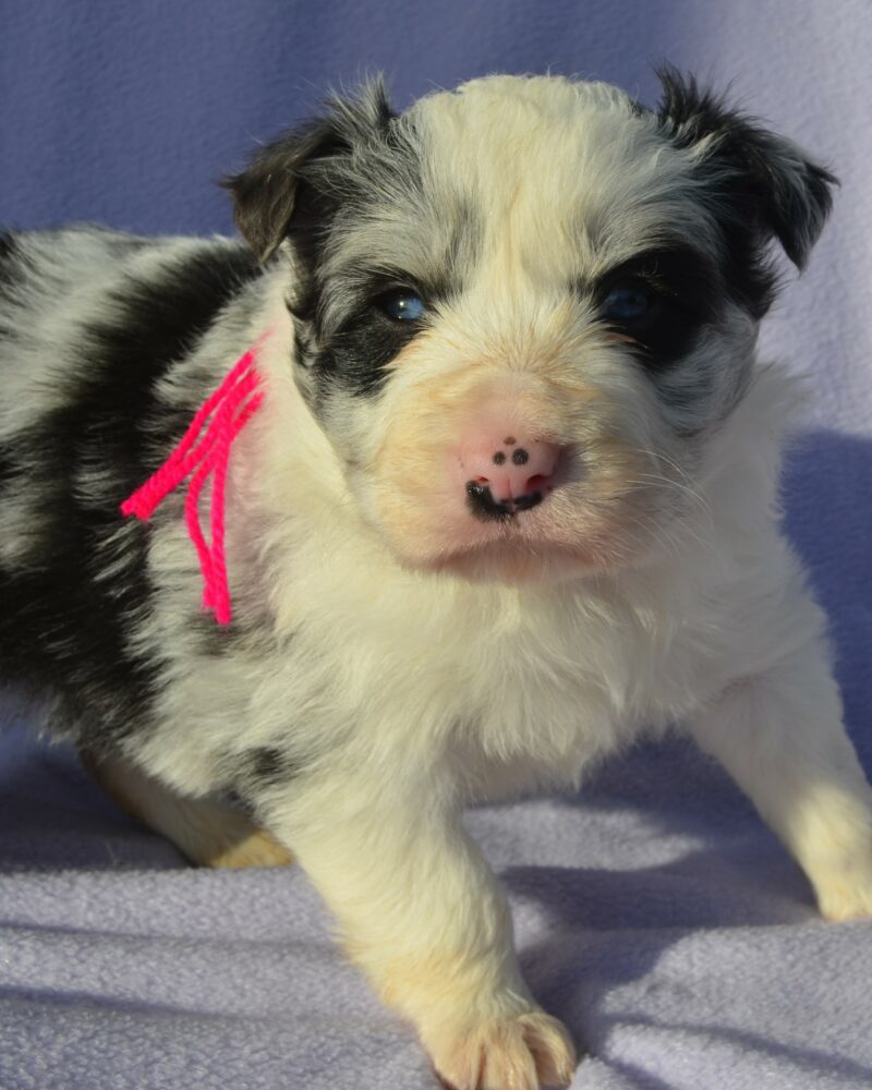 border collie femelles