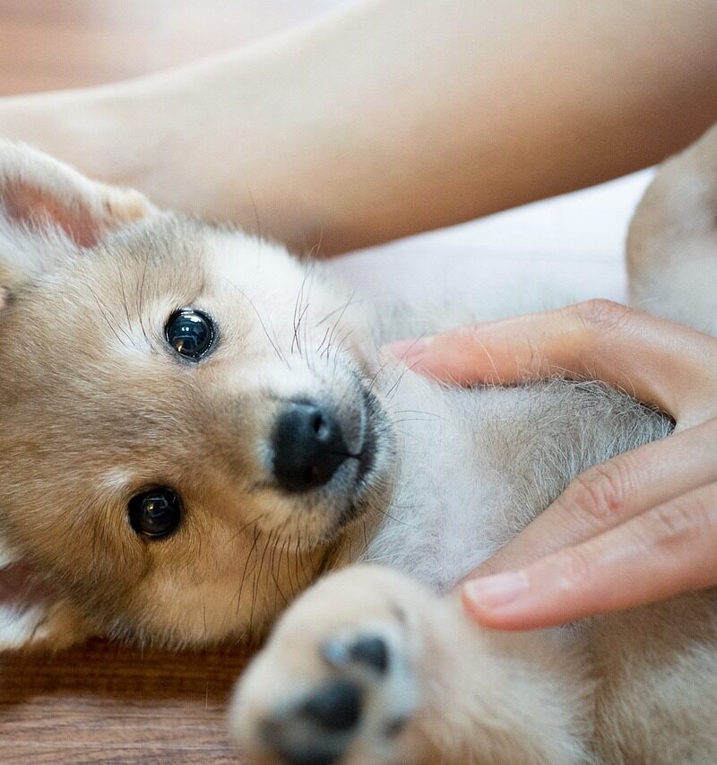 SHIBA 1549