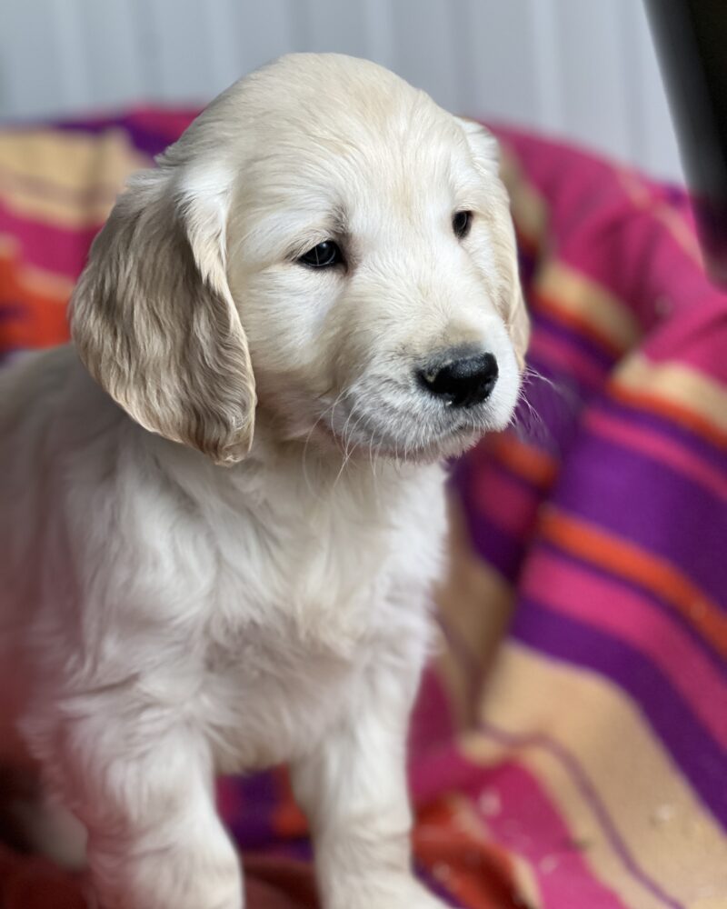 Golden retriever (0341)