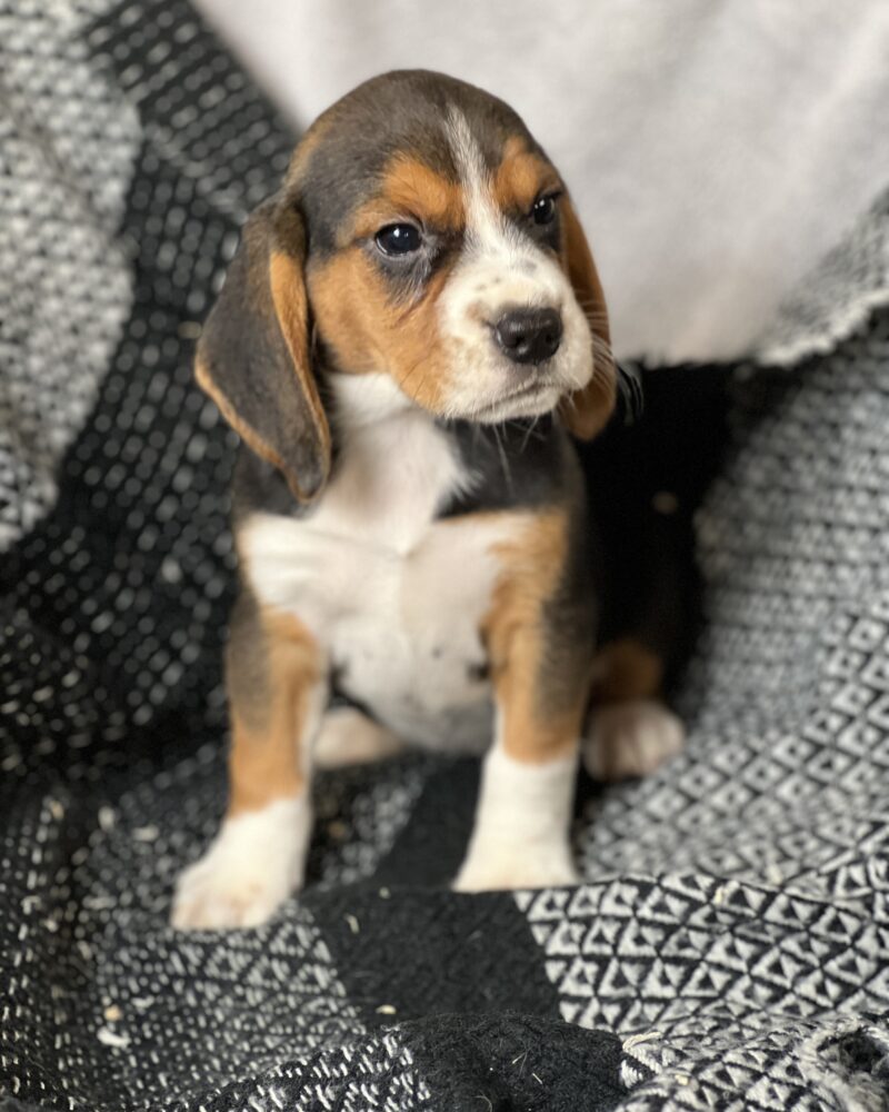 Beagle (5863)