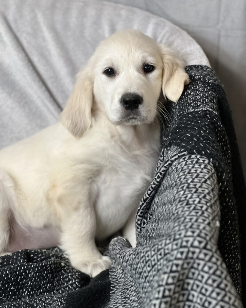 Golden retriever (0014)