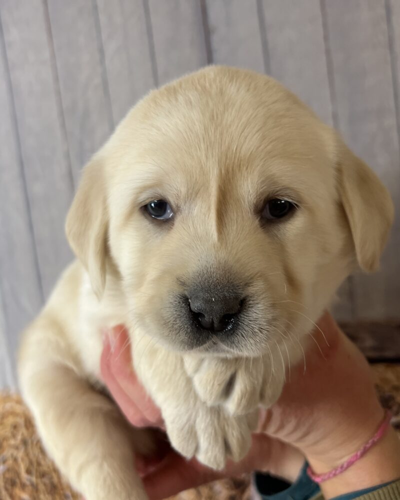 Labrador Sable M 27.12.2023 LOF ULYSSE 2024005626(1232)