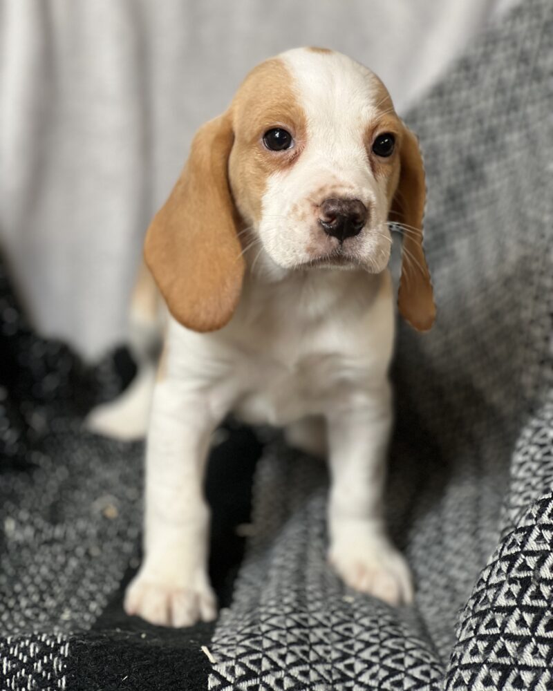 Beagle M 21.12.2023 LOF 2024004903 (8991)