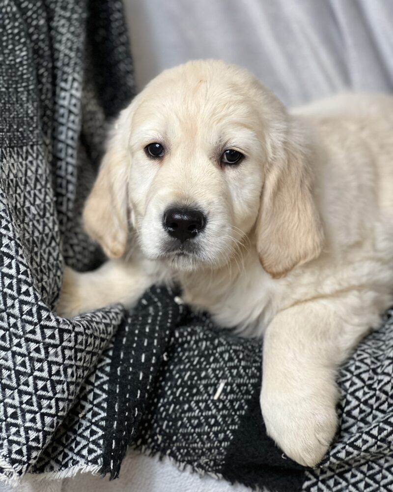 Golden retriever (6506)