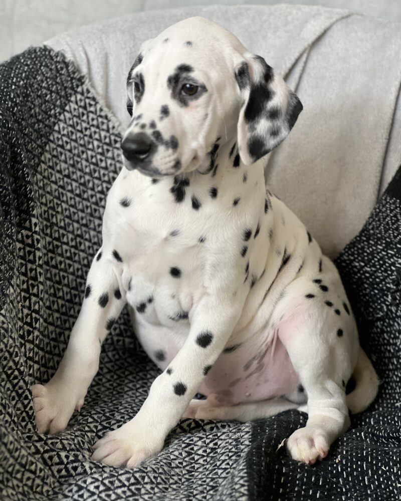 Dalmatien (8124)