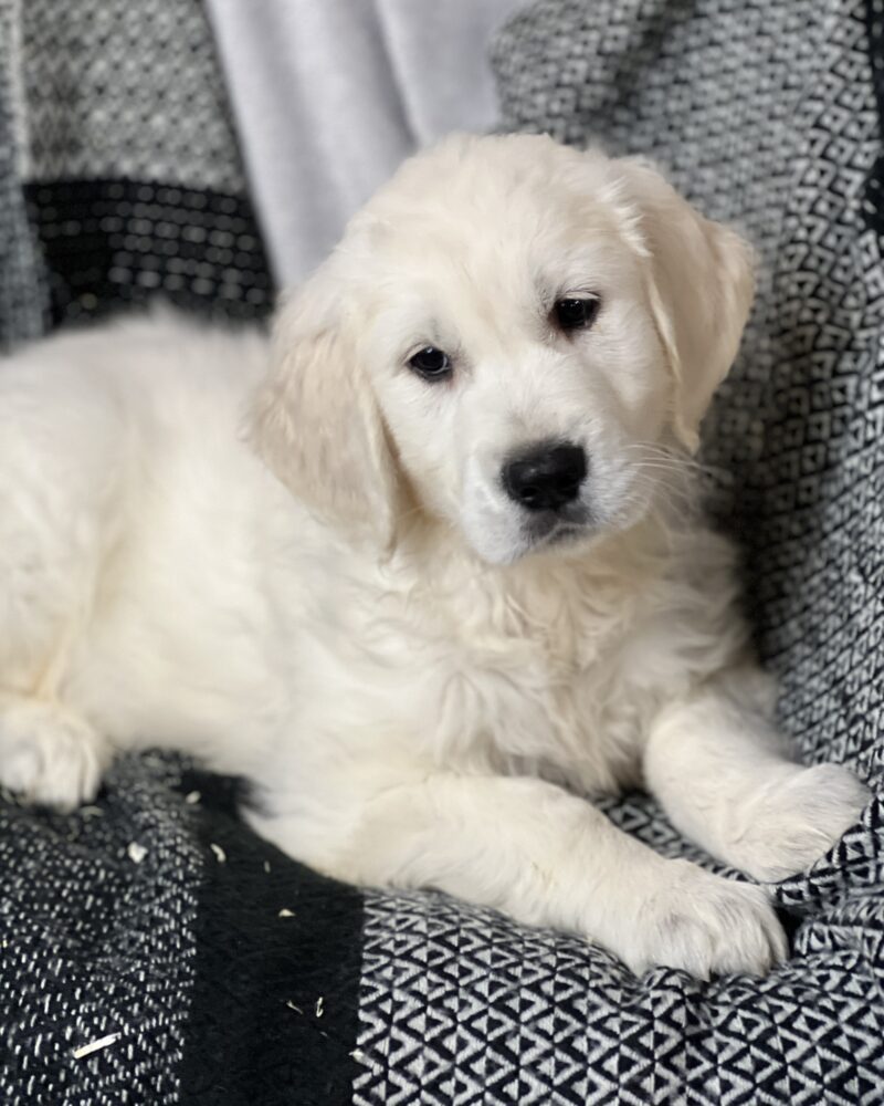 Golden retriever M 21.12.23 LOF 2024004907 (9078)