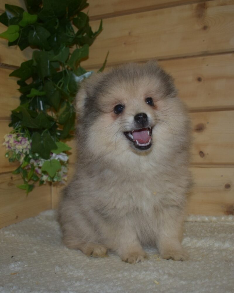 Spitz (7590)