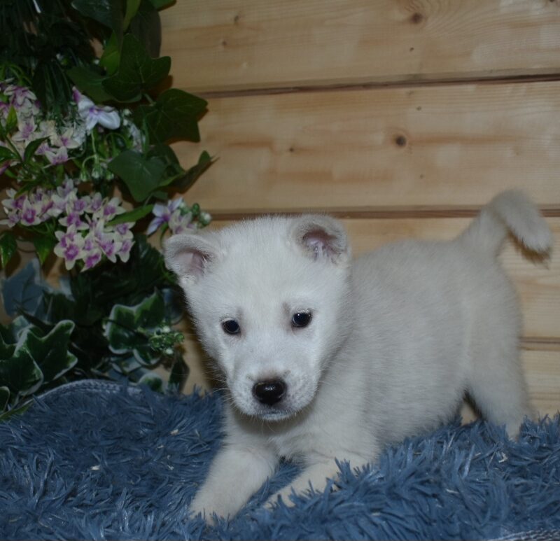 kishu.x.husky/NON.LOF/M/10.06.2024 (0454)