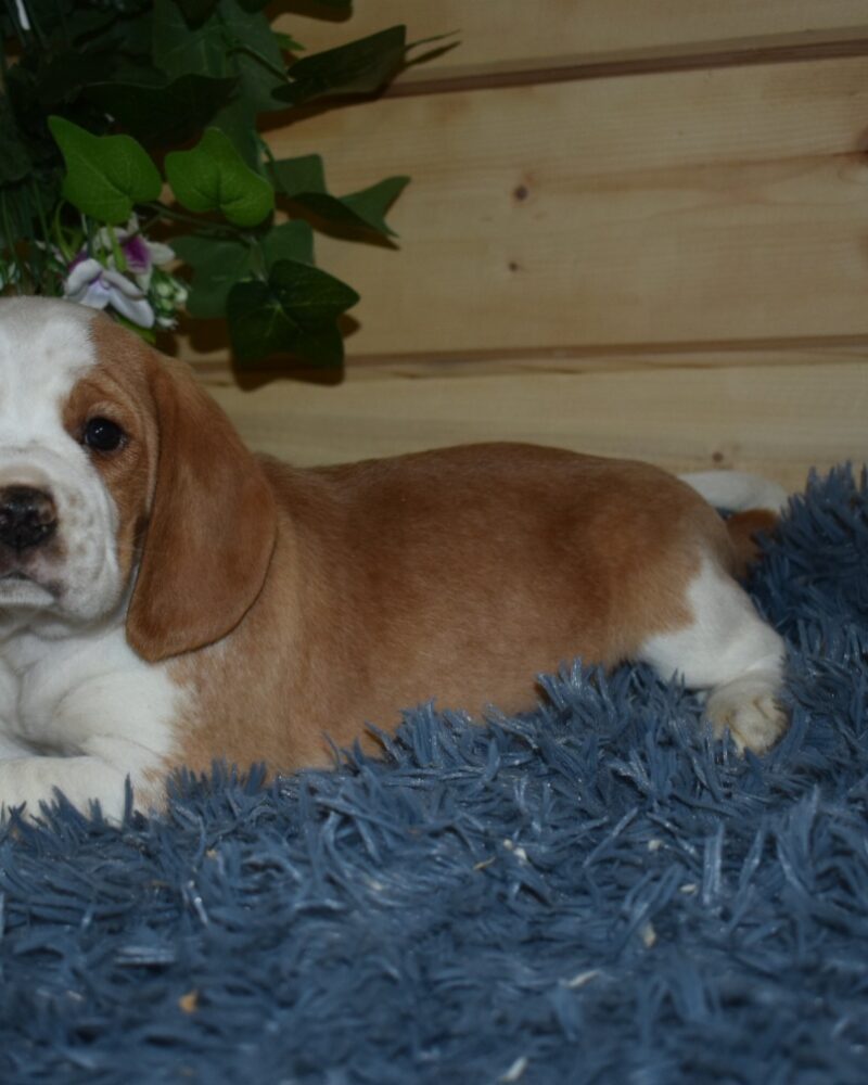 Beagle (7435)