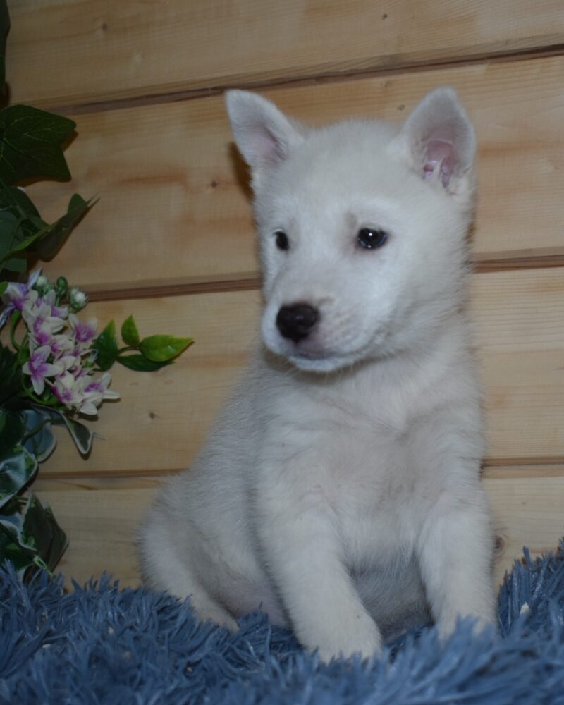 kishu croisé husky femelle (7603)