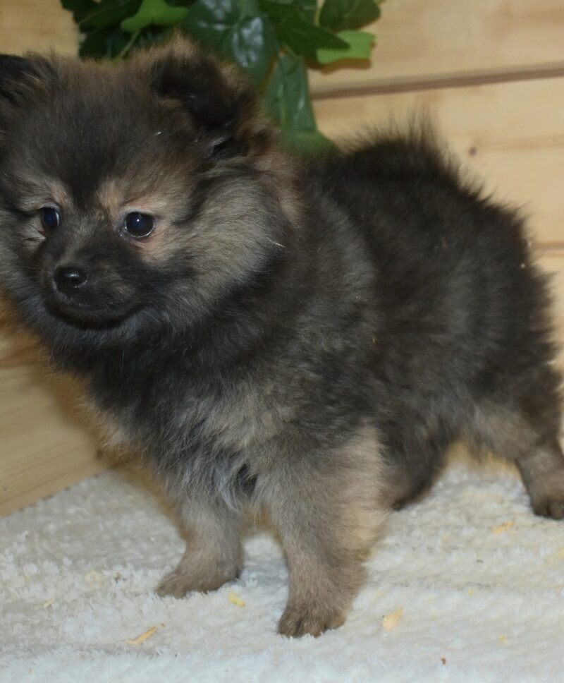 Spitz (7457)