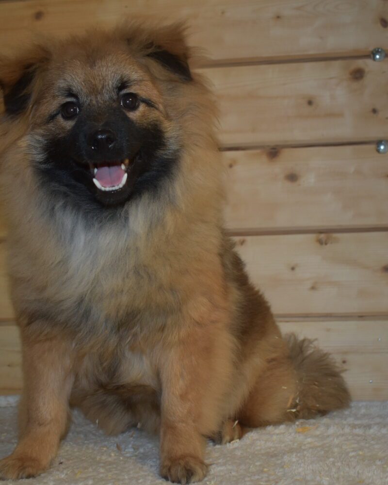 Spitz (7587)