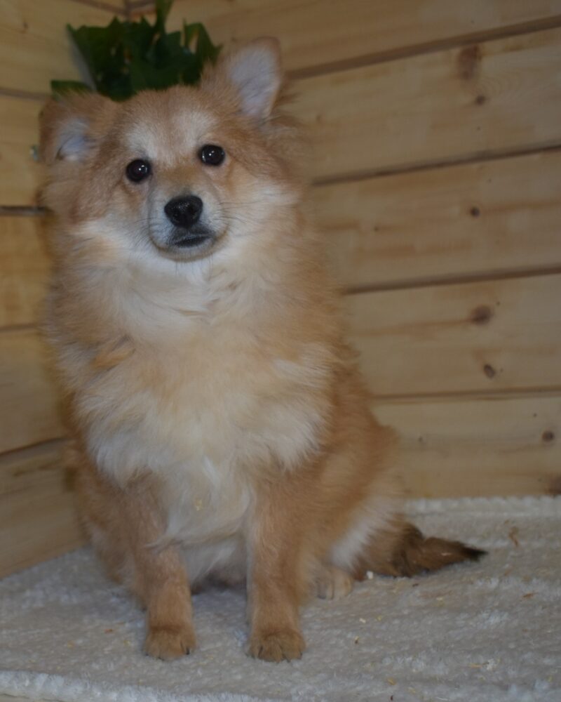 Spitz (7588)