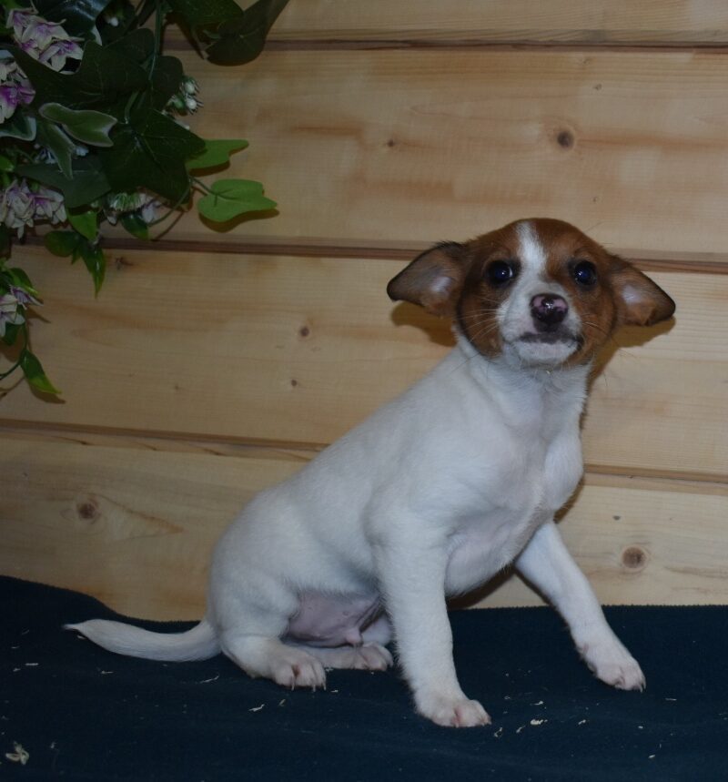 jack russel croisé pinscher male (7365)
