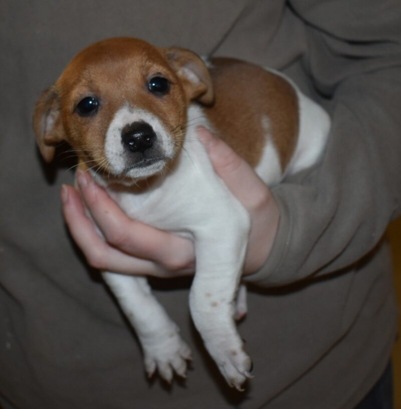 jack Russel (7648)