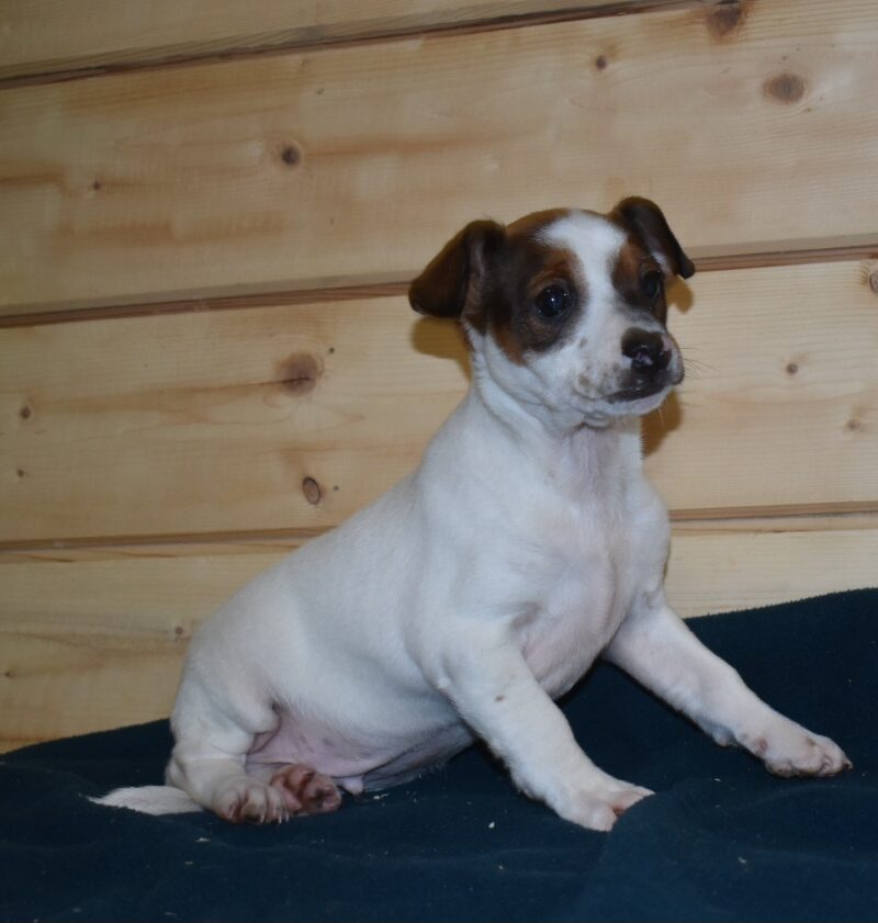 jack russel croisé pinscher male (7636)