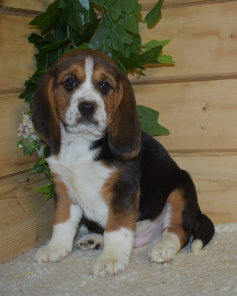 Beagle (7414)