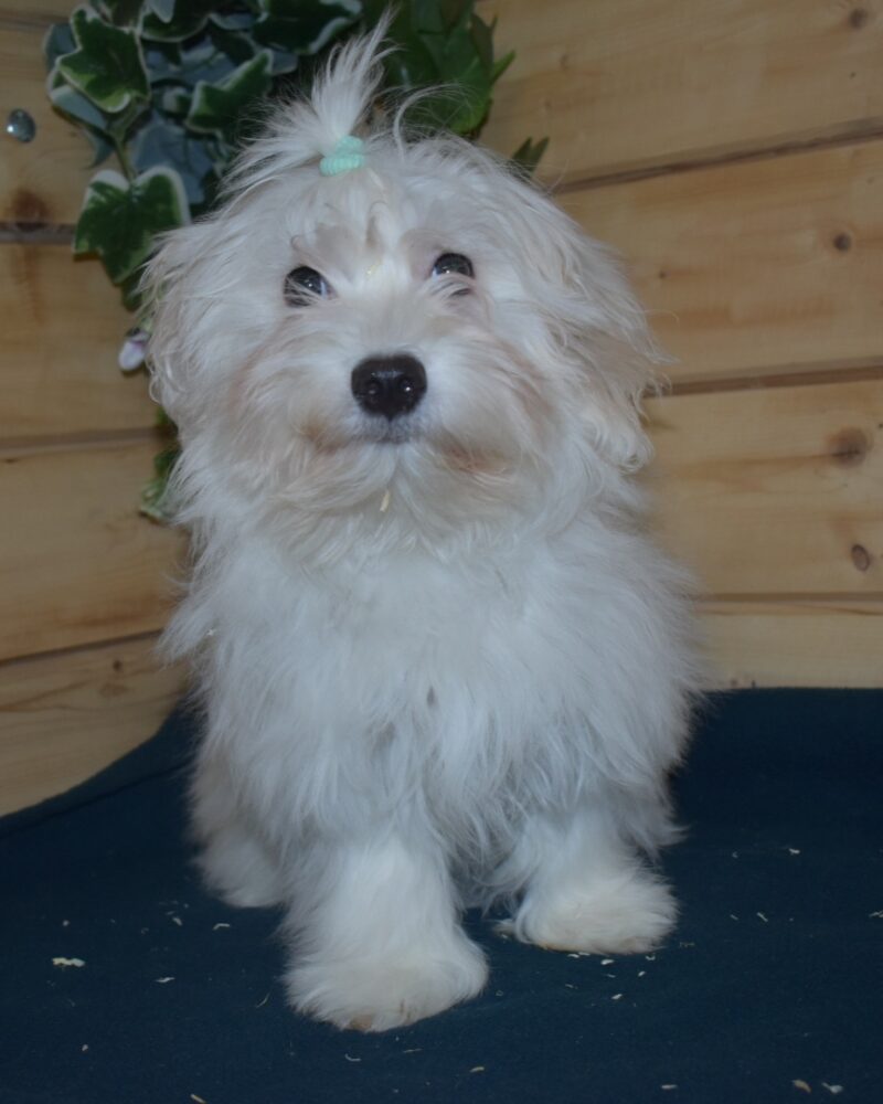 Adorables Chiots Bichons Maltais (4355)