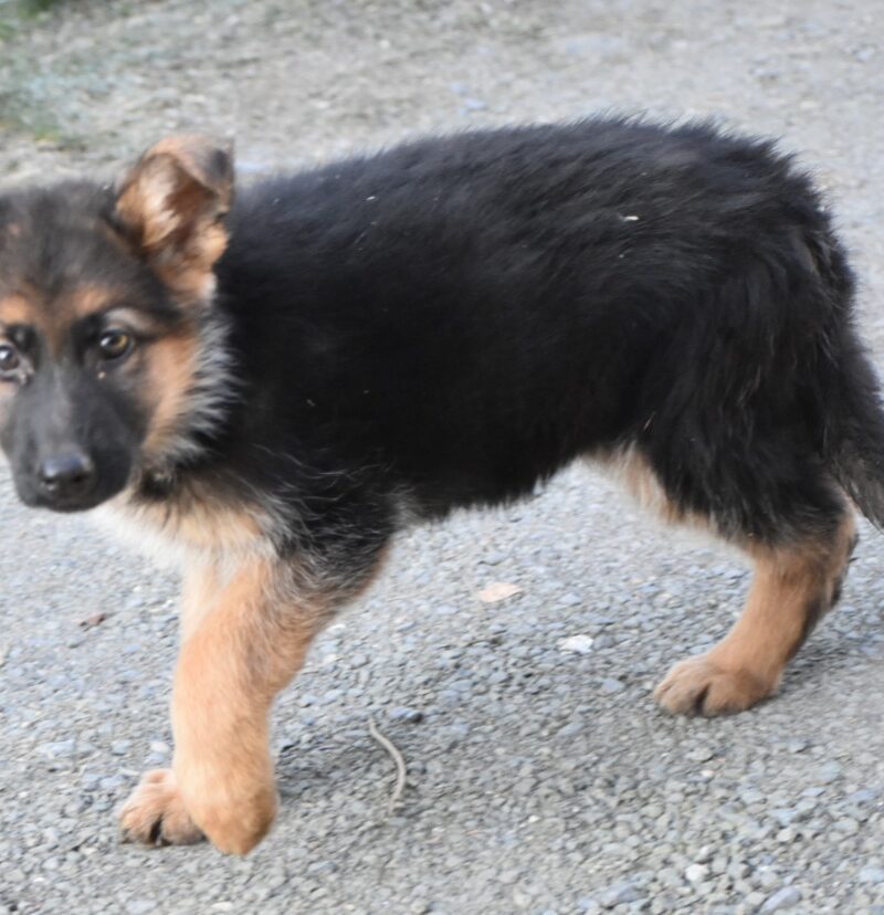 Berger Allemand femelle non lof (7332)