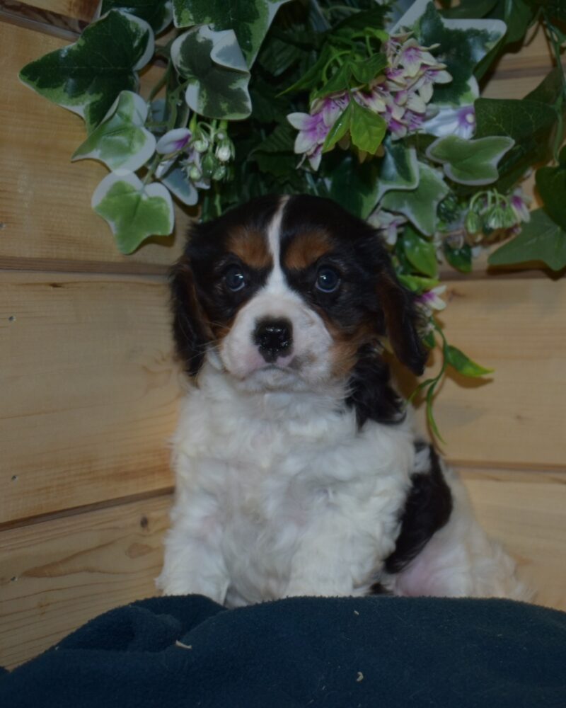CAVALIER KING CHARLES MALE NON LOF 04.12.2023 (7596)