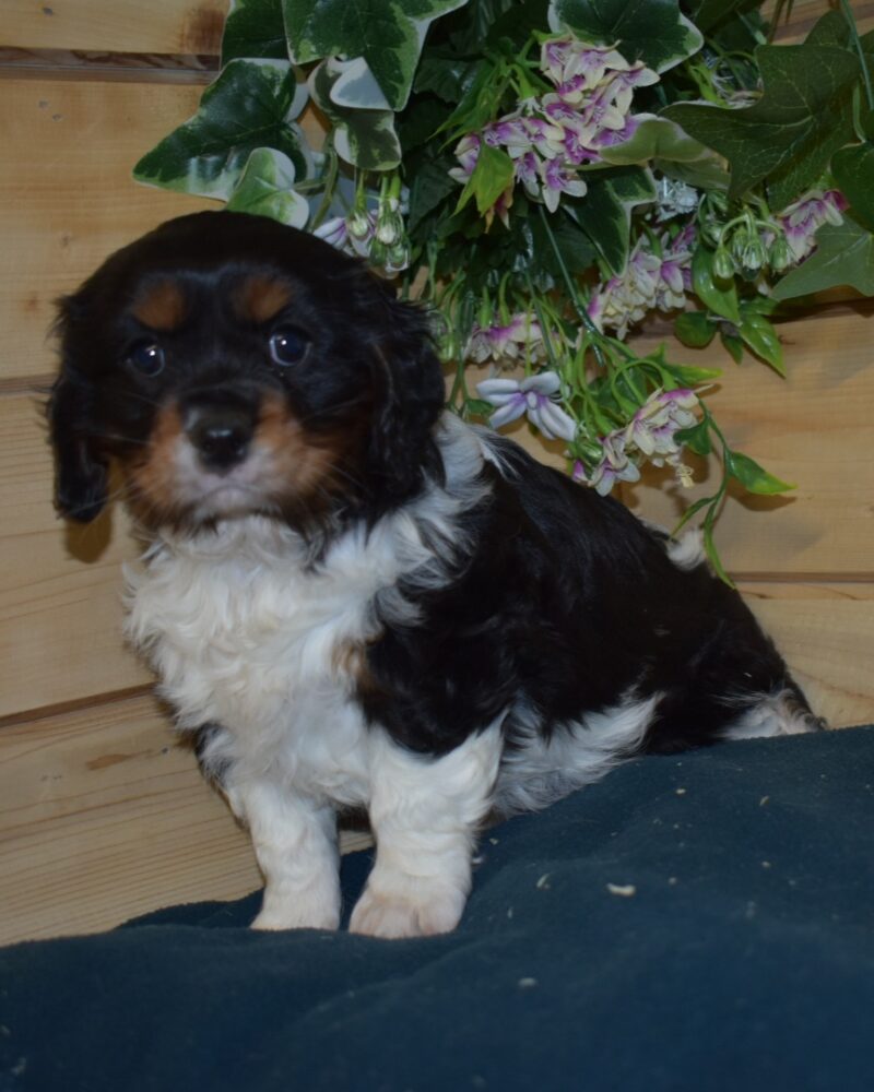 CAVALIER KING CHARLES MALE NON LOF 04.12.2023 (7377)