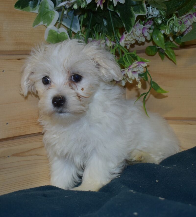 Adorable Bichons Maltais F 25.11.2023 non lof(7598)